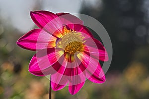 Close-up image of backlighted by evening sun dahlia flower colored in bright pink and yellow