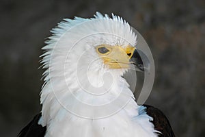 Close-up image of a bald eagle