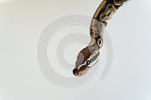 Close-up of Ball Python Head with Detail