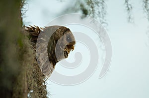 Close up image of Barred owl, Perched on branch, South Carolina swamps
