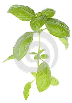 Close Up Image of Basil Plant Leaves