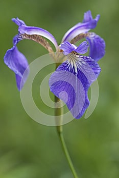Close up image of Beachhead iris flower.