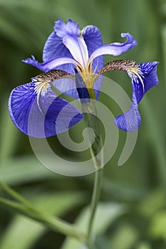 Close up image of Beachhead iris flower.