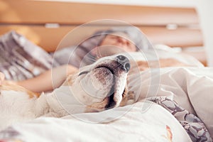 Close up image beagle snout in his owner bed photo