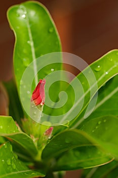 Close up image beautiful adenium obesum flowers before blooming and drops of water on the flowers and leaves after rain in garden.