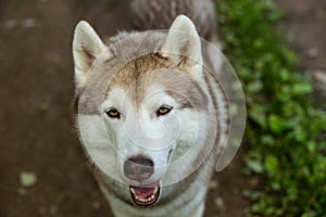 Close-up image of beautiful dog breed siberian husky in the forest. Portrait of friendly dog looks like a wolf