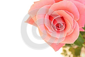 Close-up image of a beautiful flower, pastel-orange color rose, isolated. floral background.