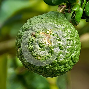 Close up image of the beautiful fruit. Cytrus histrix. Kafir Lime.