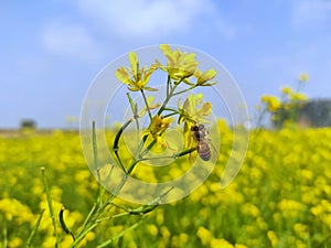 A close-up image of beautiful honey bee on mustard flower