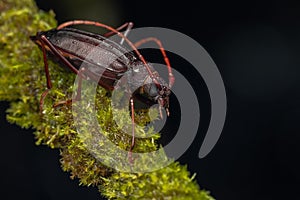 Close-up Image of beautiful Long Horn beetle on branch