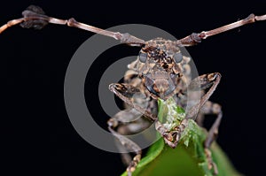 Beautiful Longhorn Beetle