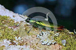 Close up image of a beautiful metallic jewel beetle