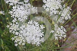 Close-up image of beautiful multicoloured Umbelliferae flowers family against a green blurred background.