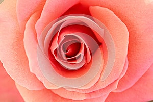 Close-up image of a beautiful orange rose. floral background.