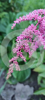 Close up image of beautiful pink astilbe flower in a garden.