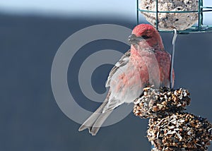 Close-up image of beautiful red pine grosbeak on feeder