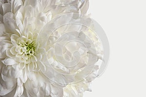 Close-up image of a beautiful white Chrysanthemum. floral background.