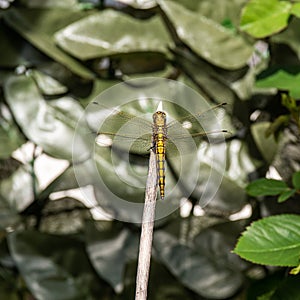 Close up image of beautiful yellow dragon fly