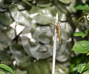Close up image of beautiful yellow dragon fly