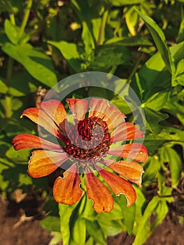 Close up image of the beautyful flowers in the garden.floral