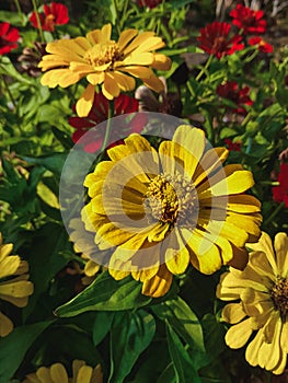 Close up image of the beautyful flowers in the garden.floral