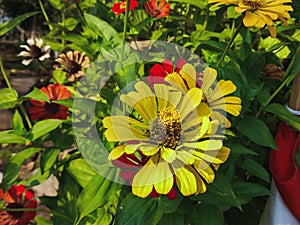 Close up image of the beautyful flowers in the garden.floral