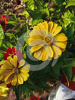 Close up image of the beautyful flowers in the garden.floral