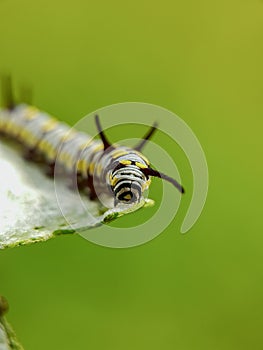 Close up image of the beautyful insect. Caterpillar. Lepidoptera