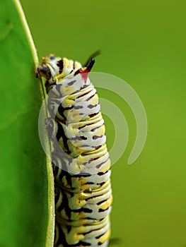 Close up image of the beautyful insect. Caterpillar. Lepidoptera