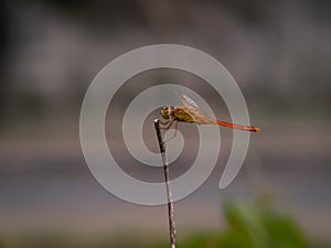 Close up image of the beautyful insect.  Dragonfly