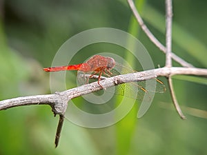 Close up image of the beautyful insect.  Dragonfly