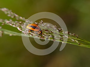 Close up image of the beautyful ladybug isolated on blurred backgroumd