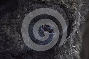 Close-up image of the Big Black Bull in the snow training to fight in the arena. The concept of bullfighting. Selective focus