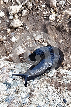 Close-up image of a big black slugs in Tian Shan nature. Arion Ater L, family Arionidae