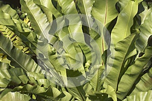 Close-up image of Bird`s nest fern