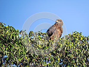 Close up image of Black kite bird sitting on top of tree