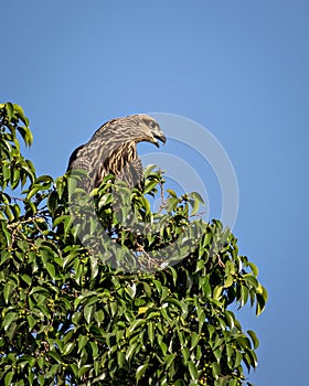Zblízka obrázok vtáka čierneho draka sediaceho na vrchole stromu.