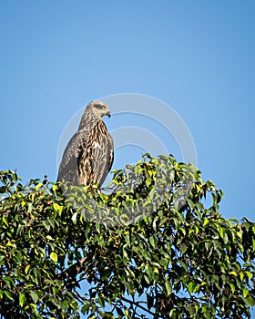 Close up image of Black kite bird sitting on top of tree
