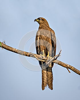 Close up image of Black kiteMilvus migrans bird with nictitating membarane, sitting on top of tree