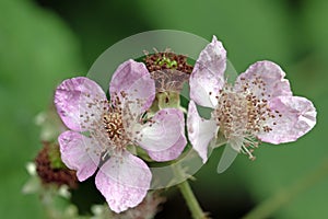 Close up image of blackberry flowers