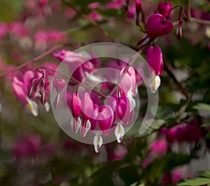 Close up image of bleeding heart flowers and buds.