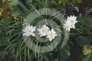 Close-up image of Bloodroot flowers