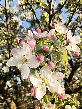 Close up image of blooming apple tree with white and pink flowers, blue sky,