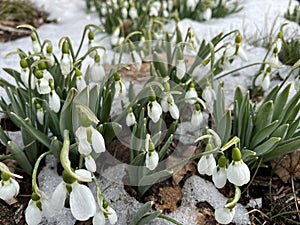 Close up image of Blooming Snowdrops