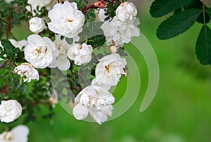 Close-up image of blooming white spray roses. beautiful plants