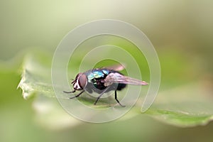 Close up image of a blow fly