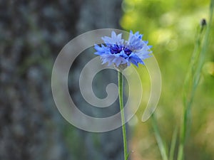 blue cornflowers against the background of the grass and tree
