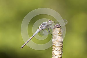 Close up image of blue dragonfly