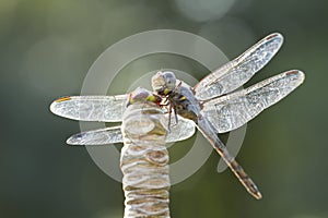 Close up image of blue dragonfly