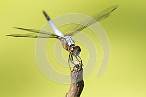 Close up image of blue dragonfly